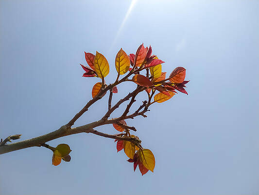 Closeup shot of a tree branch with young leaves and the sky in t by DEEP CHAND