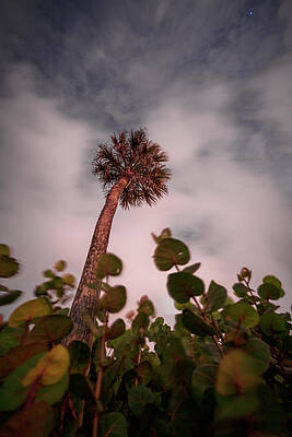 Cloudy Palm by Jamie MacKenzie Cloudy Palm by Jamie MacKenzie