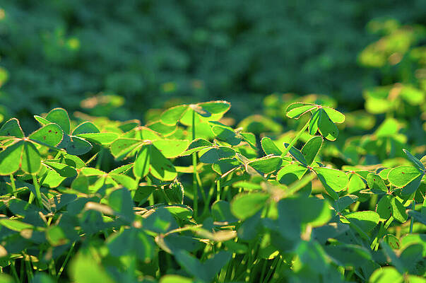 Clovers covered by warm light by Angelo DeVal Clovers covered by warm light by Angelo DeVal