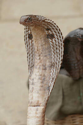 Cobras of snake charmer on the ghat by Steve Estvanik Cobras of snake charmer on the ghat by Steve Estvanik