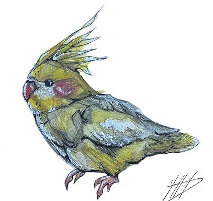 Cockatiel Drawing by GrotesqueSquidds on DeviantArt