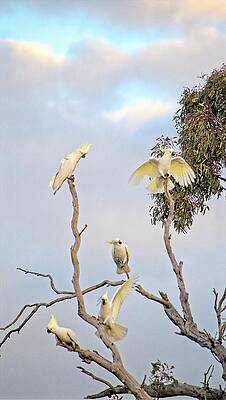 Cockatoos 3- Canberra - Australia by Steven Ralser Cockatoos 3- Canberra - Australia by Steven Ralser