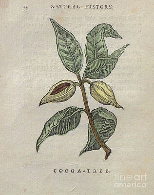 Wall Art - Drawing - Cocoa Tree t3 by Botany