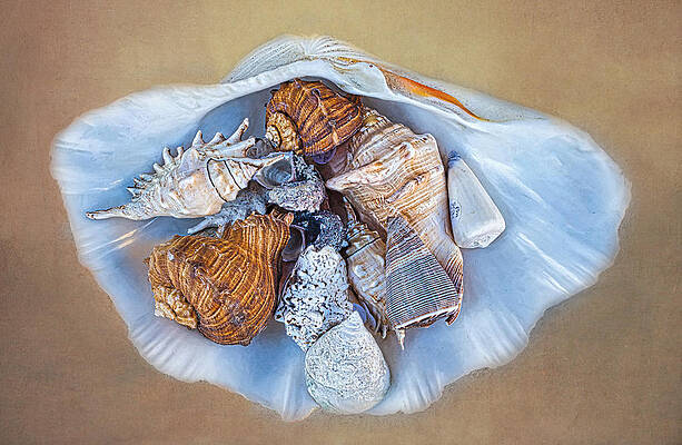 Collection Of Seashells in A Seashell by Gary Slawsky Collection Of Seashells in A Seashell by Gary Slawsky