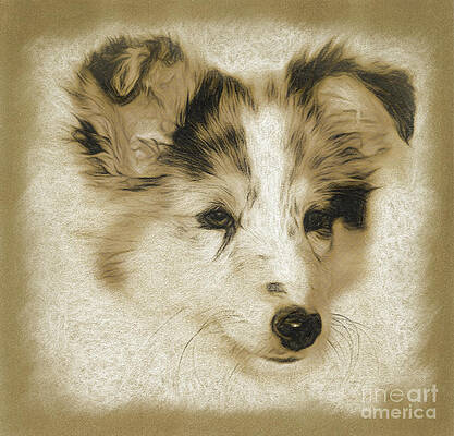 Collie Puppy Portrait by Linda Koelbel Collie Puppy Portrait by Linda Koelbel