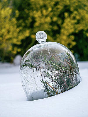 Wall Art - Photograph - Colonial Cloche in Winter by Rachel Morrison