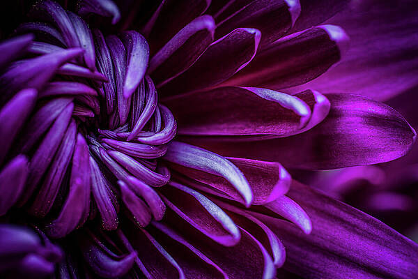 Wall Art - Photograph - Intricate Details Color by Nova Rae
