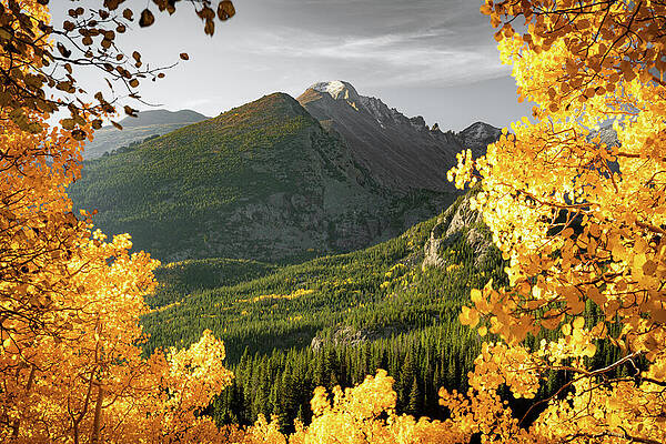 Colorado Gold Under Monochrome Skies by Gregory Ballos