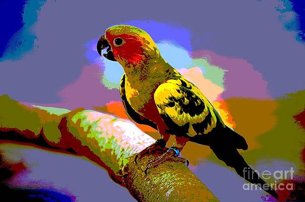 Colorful Parakeet by Ian Gledhill Colorful Parakeet by Ian Gledhill