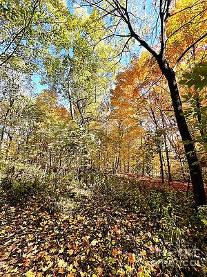 Wall Art - Photograph - Colorful Path by Merle Grenz