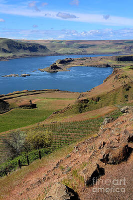 Columbia River with Green Hills Vertical by Carol Groenen Columbia River with Green Hills Vertical by Carol Groenen