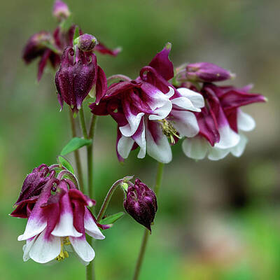 Columbine Beauty by Liz Albro Columbine Beauty by Liz Albro