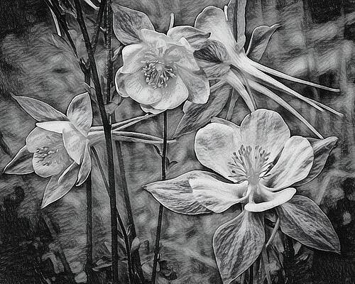 Columbines BW 2 by Ernie Echols Columbines BW 2 by Ernie Echols