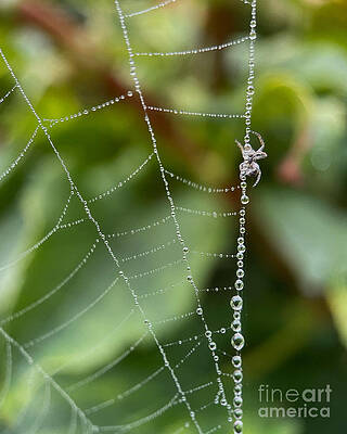 Come into My Web by Diana Rajala Come into My Web by Diana Rajala