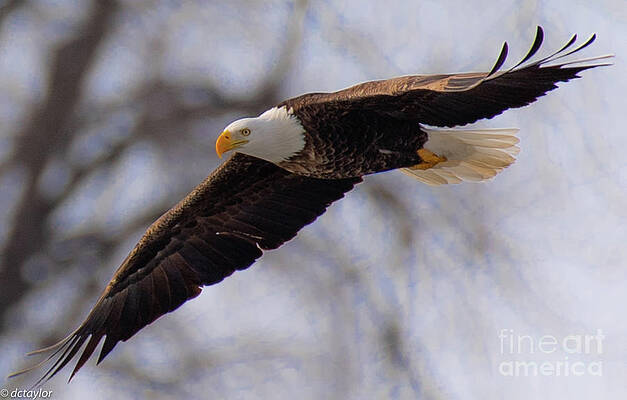 Coming In Hot by David Taylor Coming In Hot by David Taylor