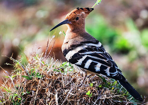 Common Hoopoe by Vishwanath Bhat Common Hoopoe by Vishwanath Bhat