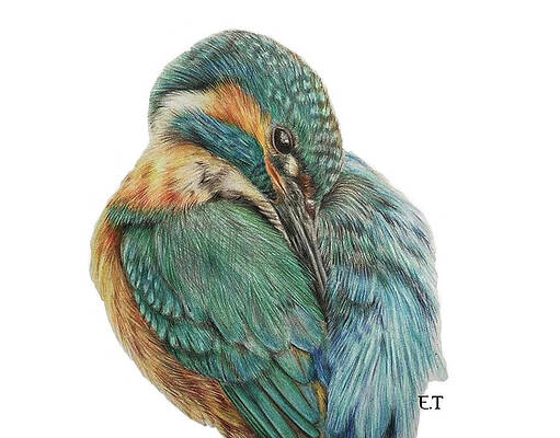 Kingfisher Bird Drawings (Page #2 of 3) | Fine Art America