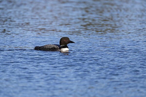 Common Loon 2019-7 by Thomas Young Common Loon 2019-7 by Thomas Young