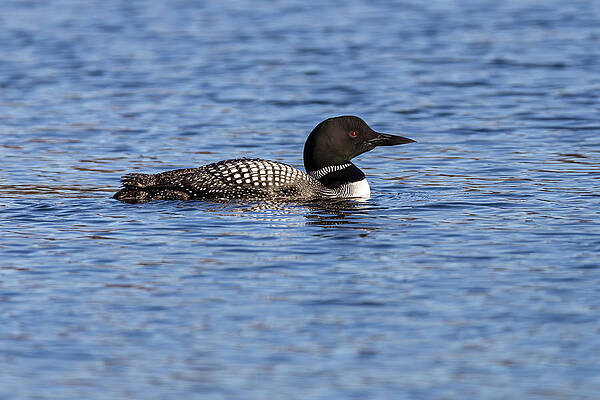 Common Loon 2019-8 by Thomas Young Common Loon 2019-8 by Thomas Young