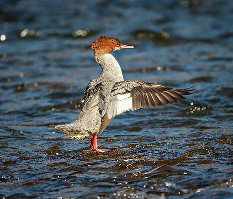 Wall Art - Photograph - Common Merganser Spreading Wings by Dan Sproul