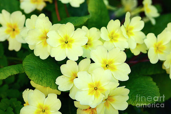 Common or English primroses by James Brunker Common or English primroses by James Brunker