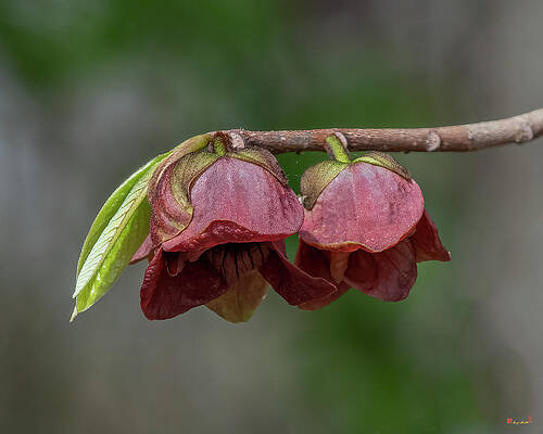 Common Pawpaw DFL1125 by Gerry Gantt Common Pawpaw DFL1125 by Gerry Gantt