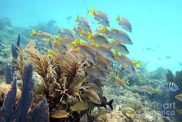 Conch Pillars 3 by Daryl Duda Conch Pillars 3 by Daryl Duda