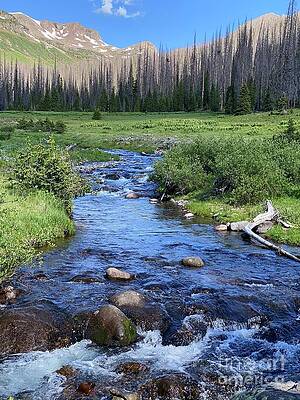 Conejos River by Shannon Ellis