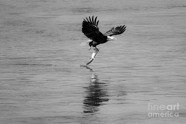Wall Art - Photograph - Conowingo Dam Eagle Liftoff Black And White by Adam Jewell
