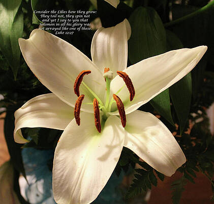 Consider the Lilies by Carolyn Ricks Consider the Lilies by Carolyn Ricks