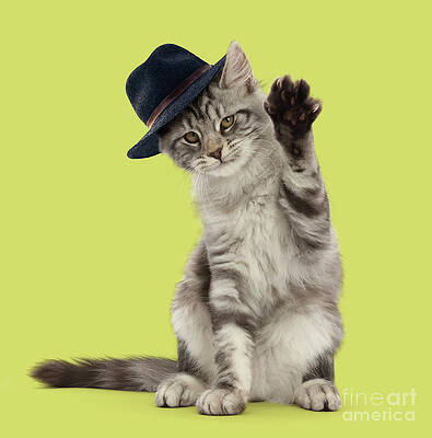 Cool Cat in a Hat by Warren Photographic Cool Cat in a Hat by Warren Photographic