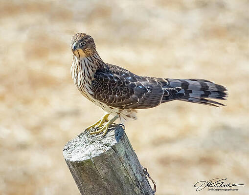 Wall Art - Photograph - Cooper's Hawk #11 by Joe Fisher