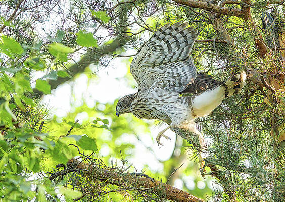 Cooper's Hawk Juvenile Learning To Fly by Charline Xia Cooper's Hawk Juvenile Learning To Fly by Charline Xia