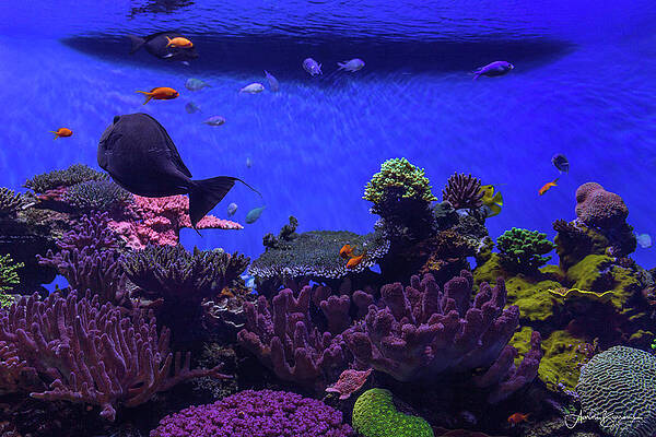 Coral Life by Aaron Burrows Coral Life by Aaron Burrows