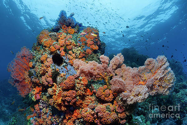 Coral Reef in Red by Norbert Probst Coral Reef in Red by Norbert Probst