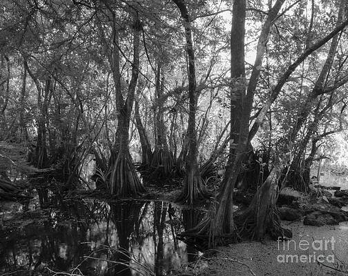 Corkscrew Swamp Bald Cypress by L Bosco Corkscrew Swamp Bald Cypress by L Bosco