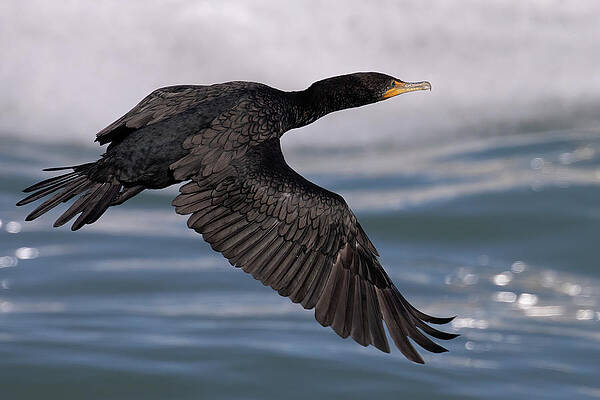 Wall Art - Photograph - Cormorant's Glistening Glide by RD Allen