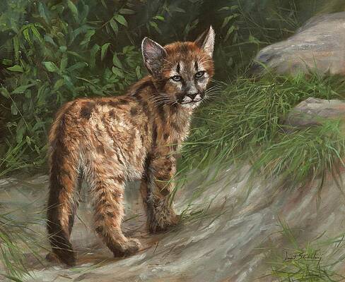 Cougar Cub by David Stribbling Cougar Cub by David Stribbling