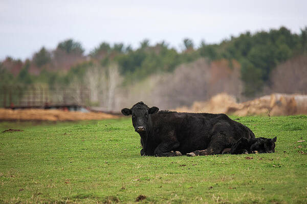 Cow and Calf by Brook Burling Cow and Calf by Brook Burling