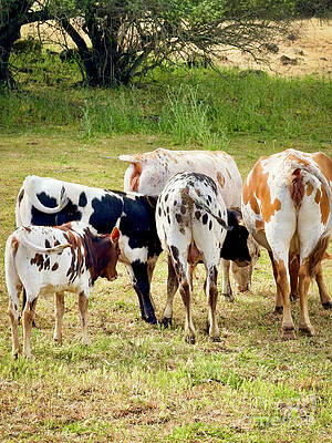Wall Art - Photograph - Cow Butts by Leslie Brashear