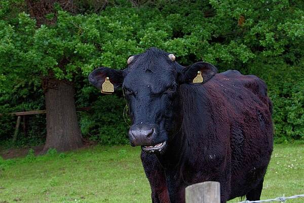 Cow Funny Face by Watto Photos Cow Funny Face by Watto Photos