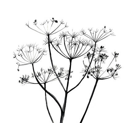 Cow Parsley White Wood Paint  Thorndown Wood & Glass Paints