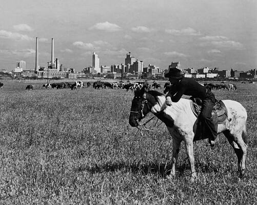Wall Art - Photograph - Cowboy Watching Over A Herd Of Cattle - Dallas Texas 1945 by War Is Hell Store