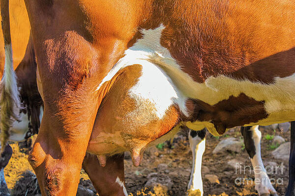 Cows breasts close up by Benny Marty Cows breasts close up by Benny Marty