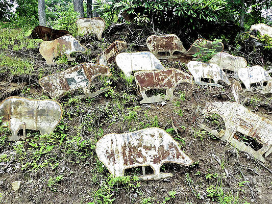 Cows on the Hill by Sharon Williams Eng Cows on the Hill by Sharon Williams Eng