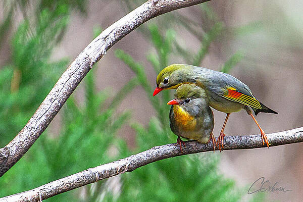 Wall Art - Photograph - Cozy Pair by Charlie Osborn