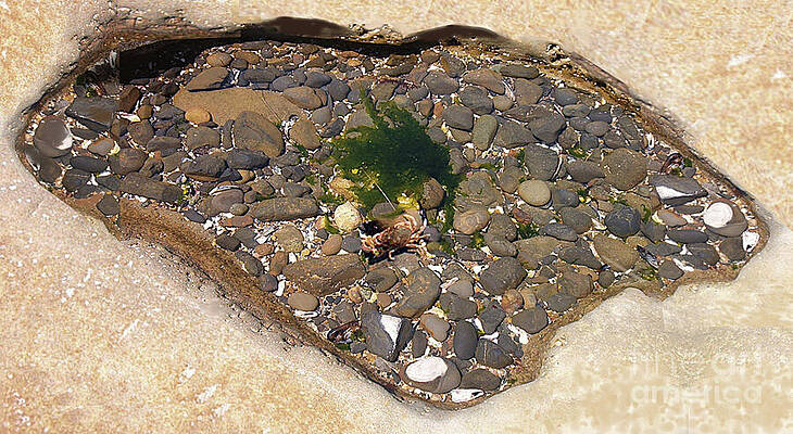 Crab in a Tide Pool at Seal Rock #1 by Charles Robinson