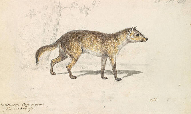 Crabodago Aguara Fox by Charles Hamilton Smith Crabodago Aguara Fox by Charles Hamilton Smith