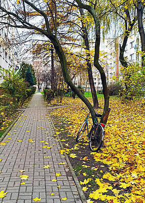 Wall Art - Photograph - Cracow, Poland One bicycle rests against a tree amidst yellow fallen leaves and a concrete path surrounded with apartment complex during autumn, Europe by Arpan Bhatia