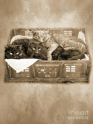 Crazy Cat Lady Starter Kit Sepia Digital Art By Elisabeth Lucas